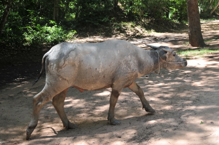 Cambodia