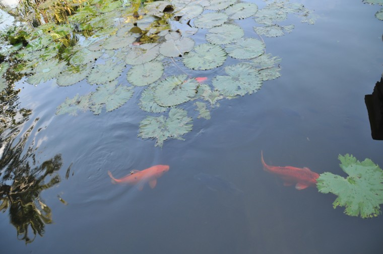 Paradise teich mit fischen